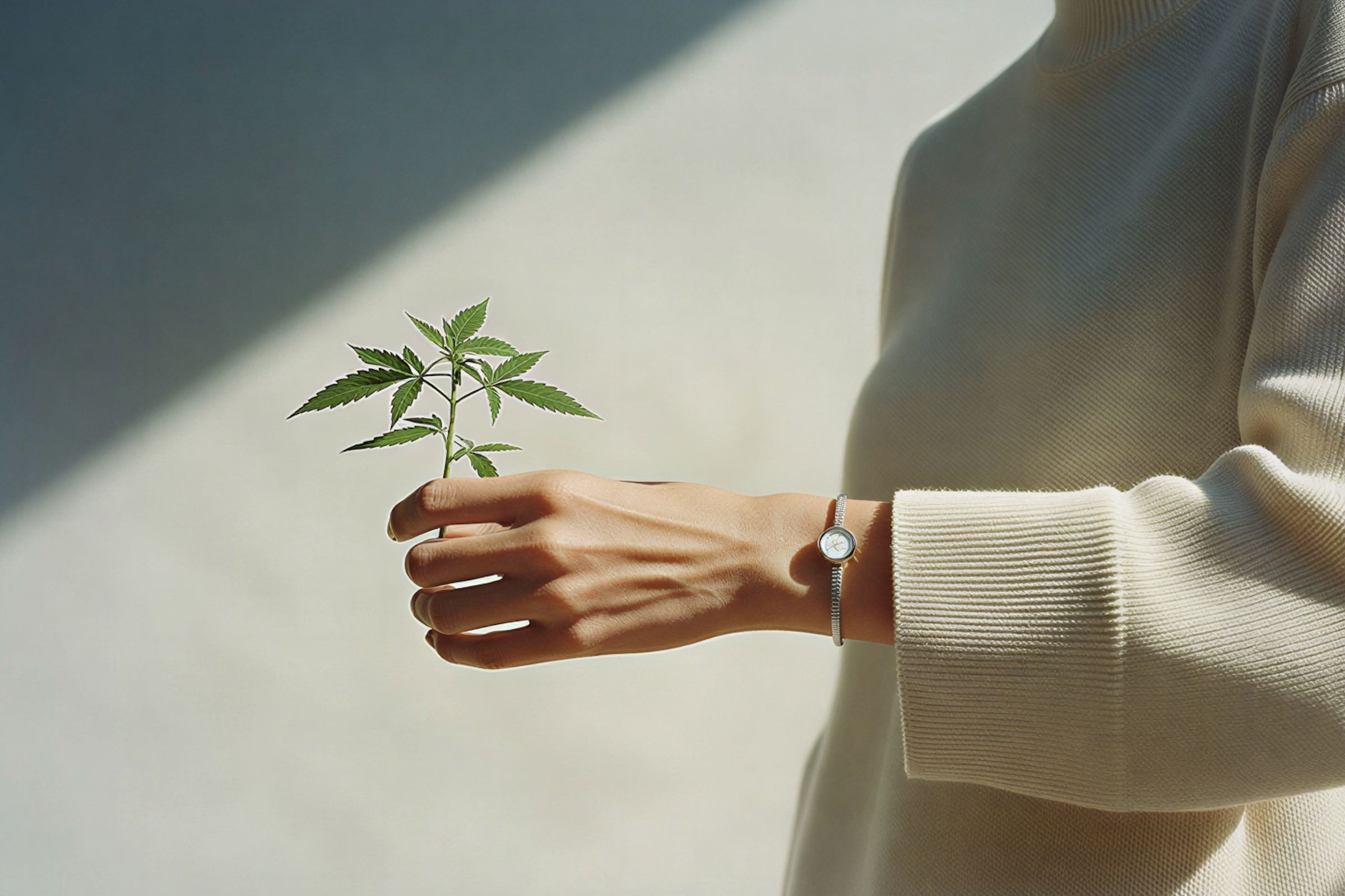 A hand holding a small green sapling next to a cream sweater sleeve.